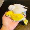 Yellow Quaker Babies Available