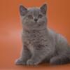NEW Elite British kitten from Europe with excellent pedigree, female. NY Pepsi