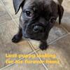 Frenchton male prefect Christmas present