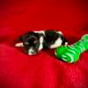 AKC Biewer Terrier Puppies!