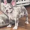 French bulldog available blue Merle boy