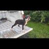 Bolio Redboy Machobear Gr Ch Turbo Female Pups Available