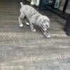 ICCF registered cane corso