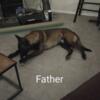 belgian malinois puppies ready for new home