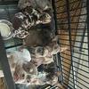Holiday pups great deal ! Micro  Exotics blood line