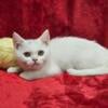 Female British Shorthair - (Yellow)