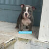 American bully puppies