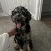 3 MONTH OLD FEMALE PUPPY