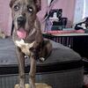 Italian Daniff puppies ( Cane Corso x Great Dane) male female 