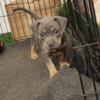 Abkc xl puppies available  female 2