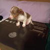 Long hair miniature dachshund puppy