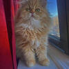 Orange Persian Kitten