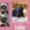 AKC shih tzu puppies.