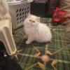 Beautiful flame point Himalayan kittens born 1/21/24!  Two females left