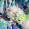 Doll face Himalayan Kittens