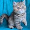 Brown patched tabby female kitten, CFA registered pet.