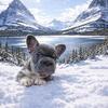 Panda Husky Pattern, Lilac, Blue, and Big Rope French Bulldog Puppies