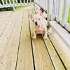French Bulldog Puppies for those on a budget