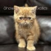 Quality Exotic Shorthair Kittens