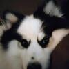 Pomsky for rehoming