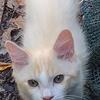 4 Ragdolls - young and adventurous