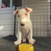 Bullterrier puppy fore sale $1,200