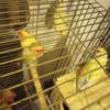 Cockatiels and lovebirds for sale