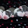 AKC Registered American Staffordshire Terrier Puppies