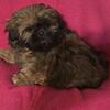Shih-tzu baby girl