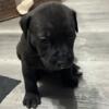 Gorgeous affectionate puppies for sale