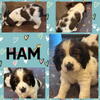 AKC English Springer Spaniels- parents are genetic tested