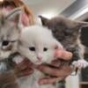 Exotic European Maine Coons