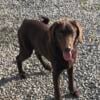 AKC Adult Chocolate Labrador Retriever