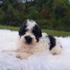 Male parti (white with black) mini poodle. Akc registered. For sale