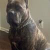 Rehoming Male cane corso