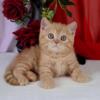 NEW Elite British kitten from Europe with excellent pedigree, male. A Quentin