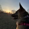 4 YO Female German Shepherd