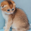 NEW Elite Scottish fold kitten from Europe with excellent pedigree, male. Duma