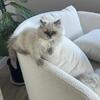 himalayan persian kittens
