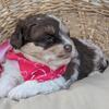 Mini Aussiedoodle Puppies