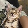 BENGAL KITTEN