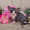 PURE BRED TICA registered SPHYNX KITTENS AVAILABLE