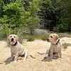 Labrador Retrievers Pups