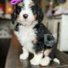 5 f1 Bernedoodle pups left REDUCED to $1500