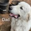 Great Pyrenees farm hand pups