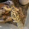 Leopard Gecko RTB Adult