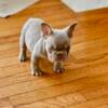 French Bulldogge Male Pup