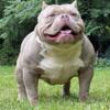 American bully Merle puppy