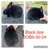 Mini Rex Jr rabbits available