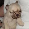 Chocolate fawn merle pug babies